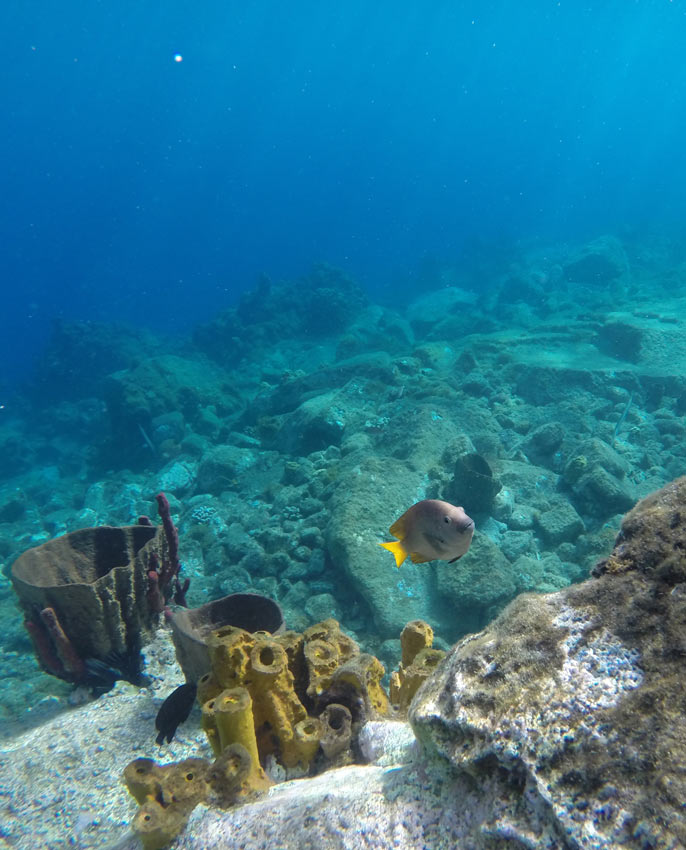 Coral Gardens